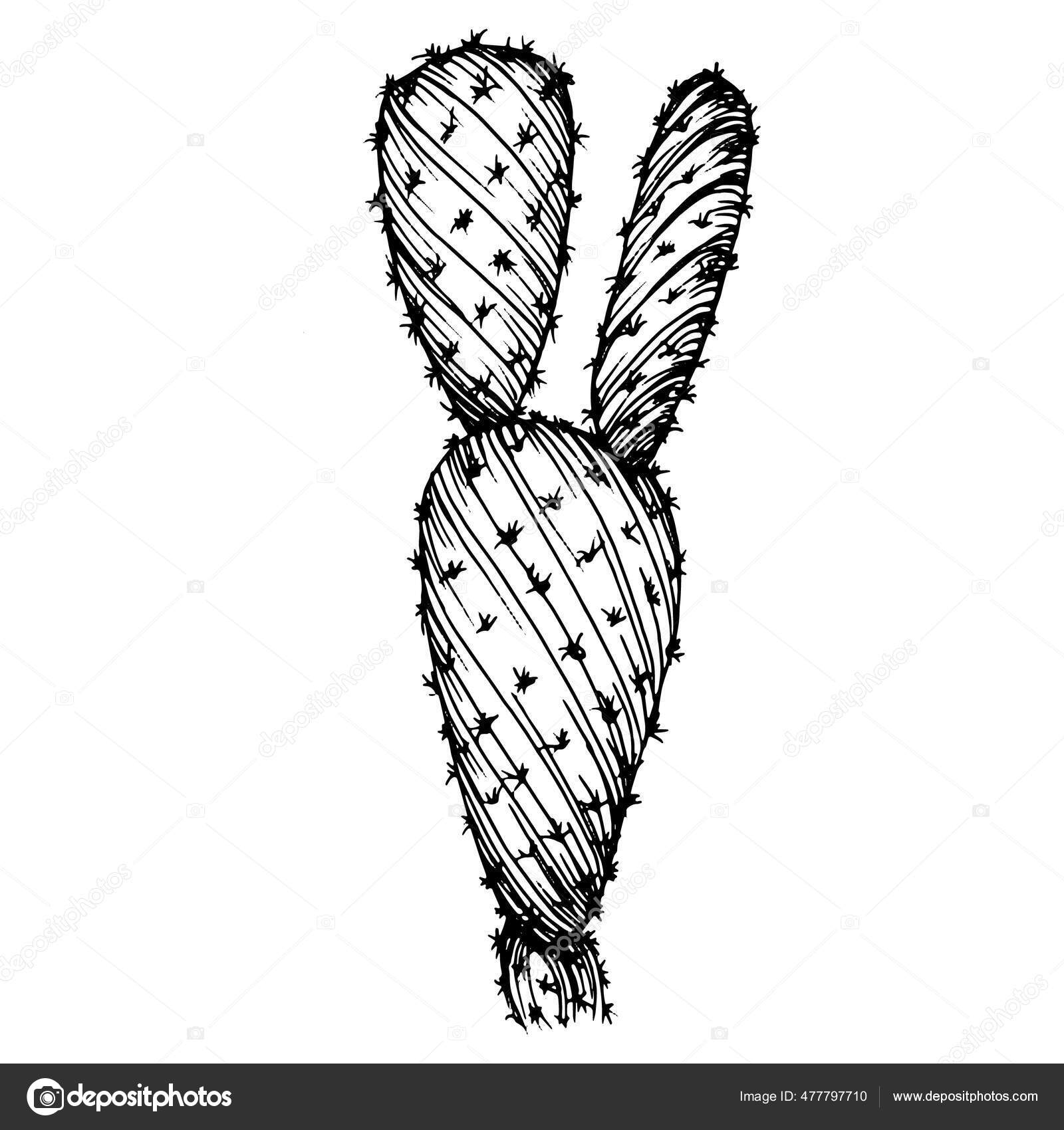 Cactus Esboço Para Logotipo Plantas Suculentas Florais Tatuagem