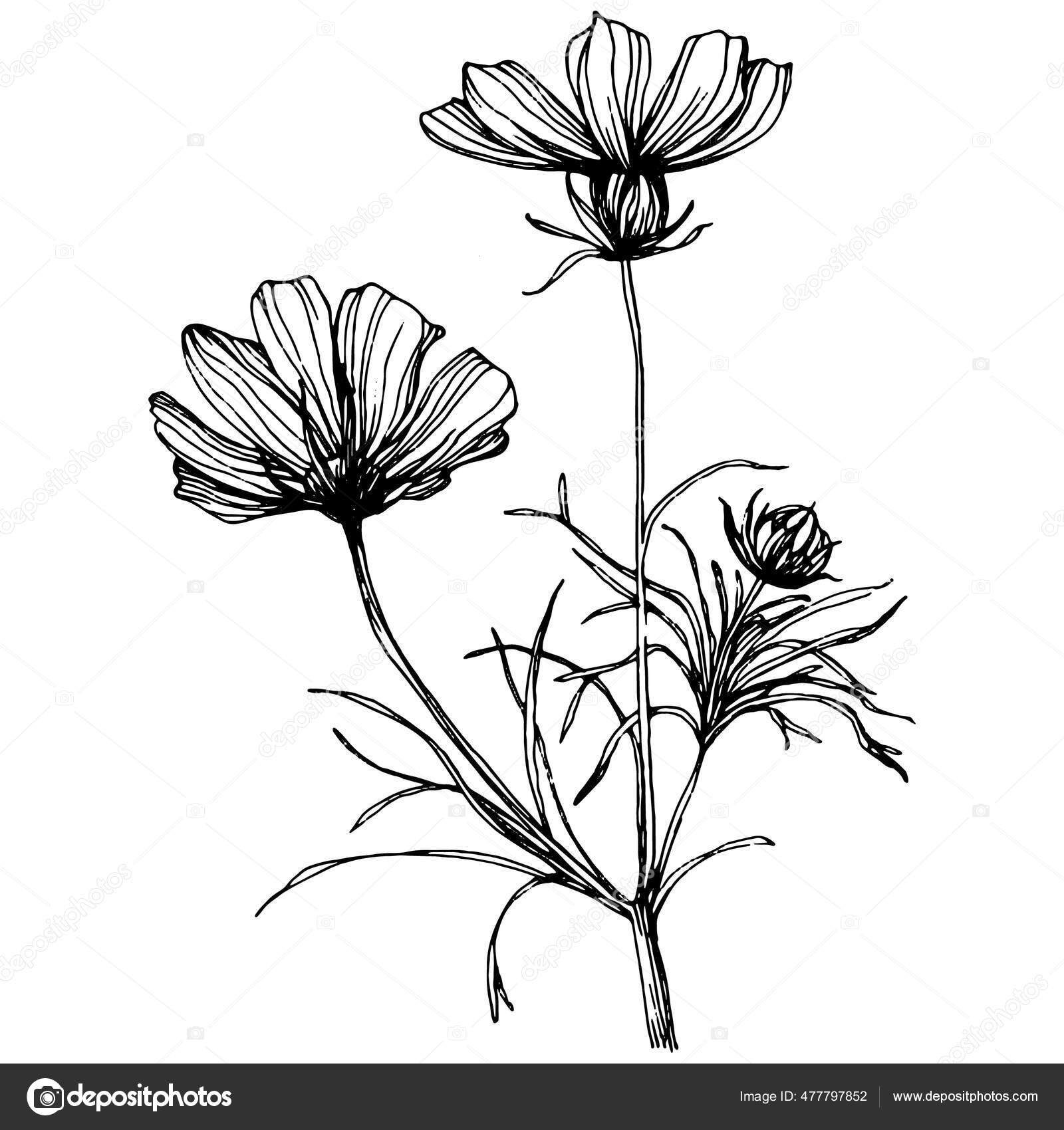 2800 Cosmos Flower Drawing Illustrations RoyaltyFree Vector Graphics   Clip Art  iStock
