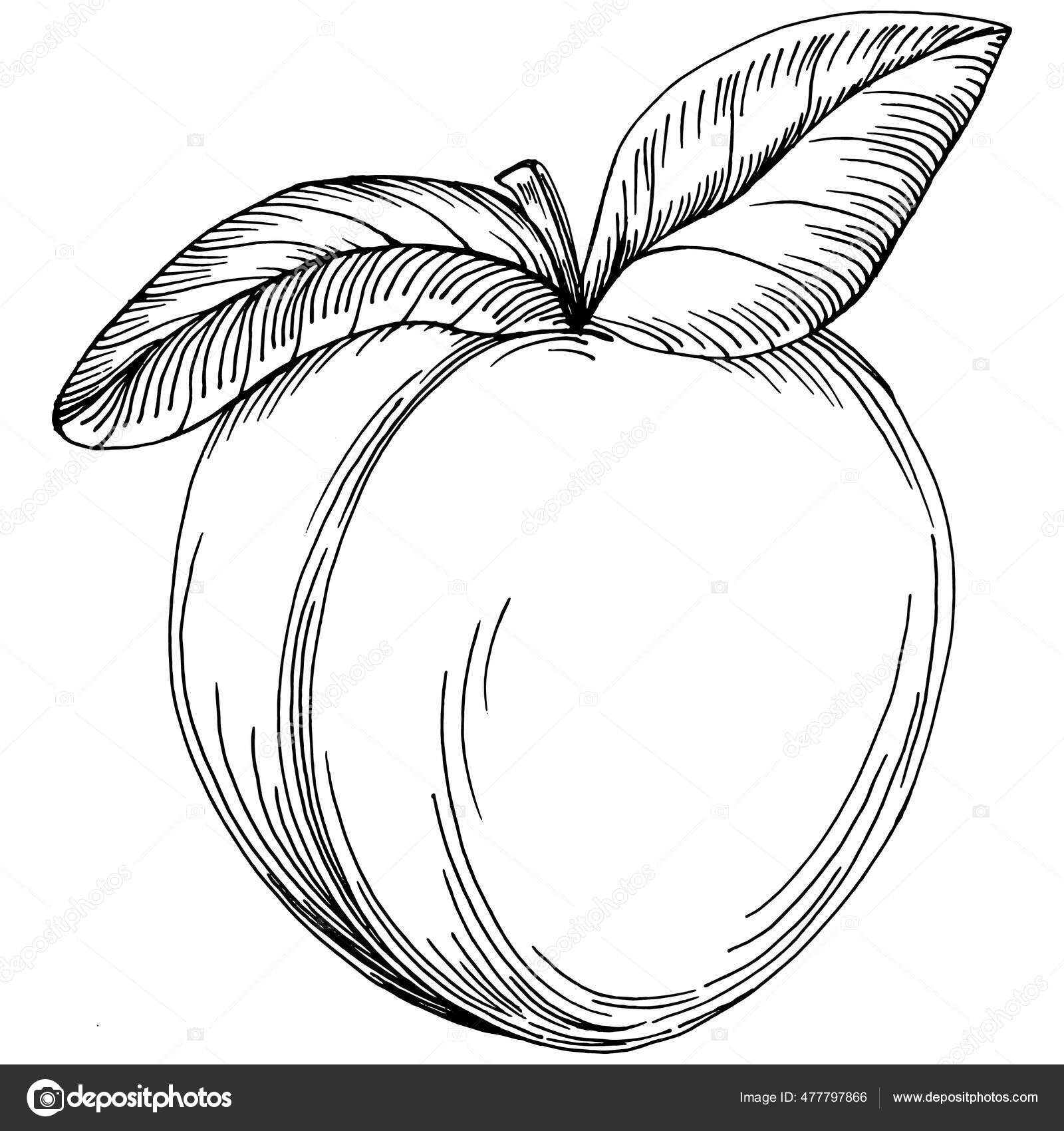 Vintage Peach Clip Art