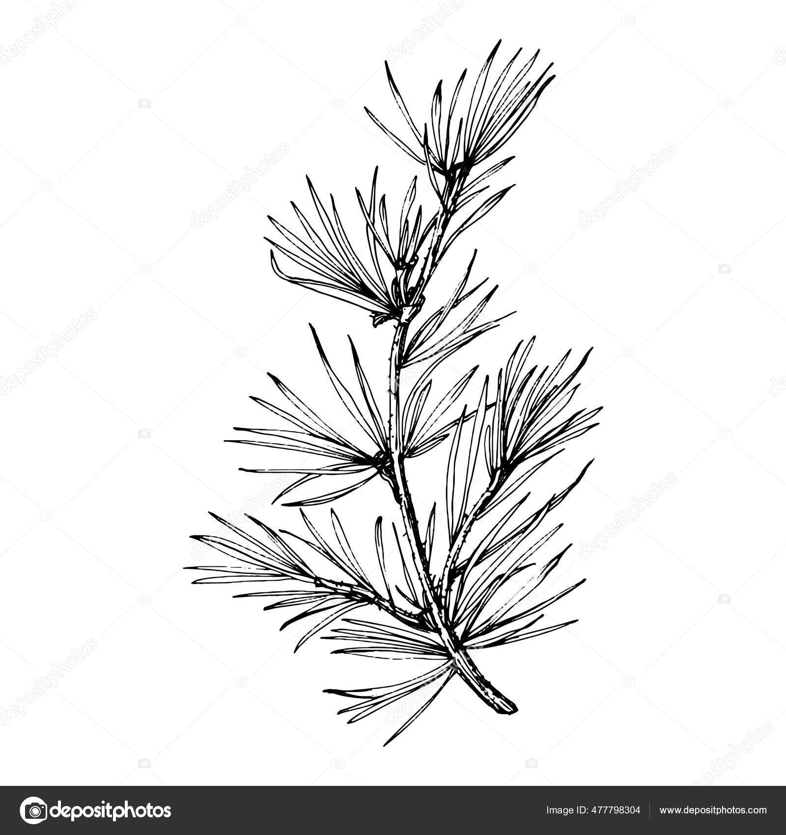 삼림의 가문비나무 고사리 솔방울 떨어진다 독자적 경계를 스톡 벡터 - ©AcantStudio 477798304, image size:1600x1700