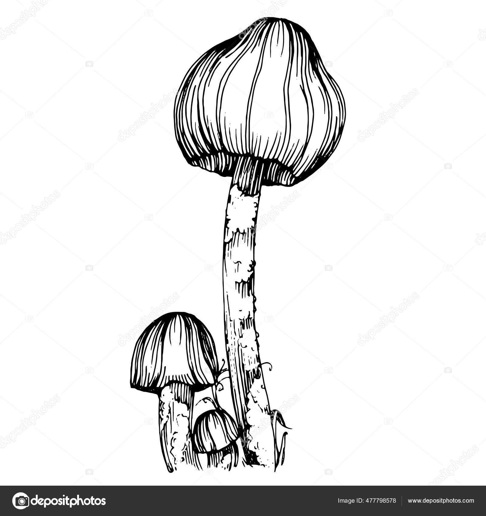 Mushroom Illustration Sketch Logo Mushrooms Tattoo Highly Detailed Line Art Stock Vector by