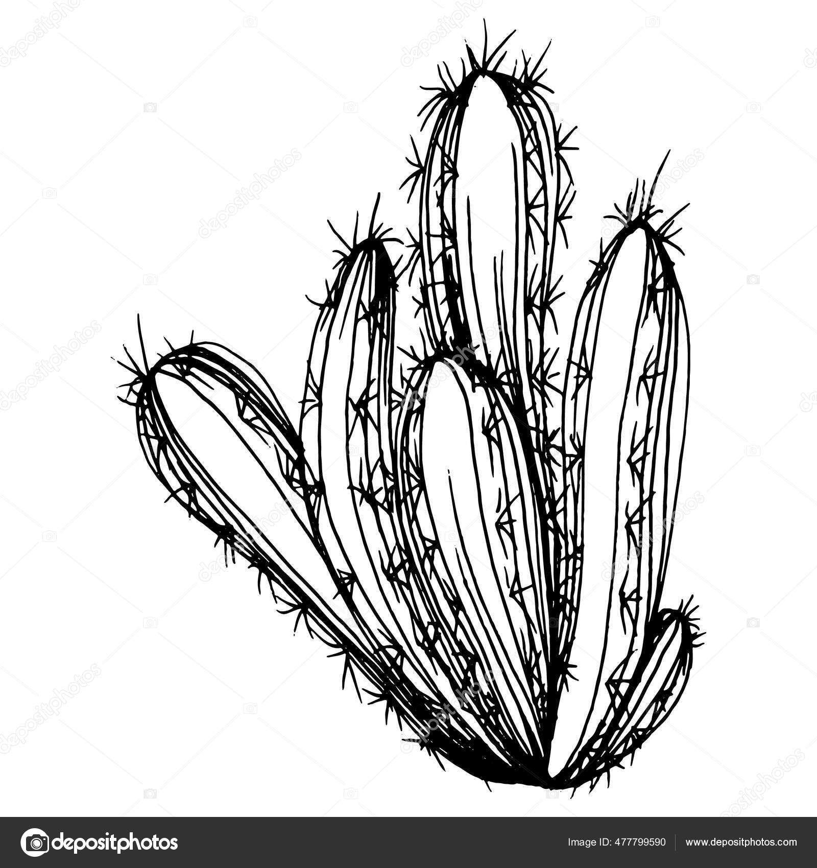 Cactus Esboço Para Logotipo Plantas Suculentas Florais Tatuagem