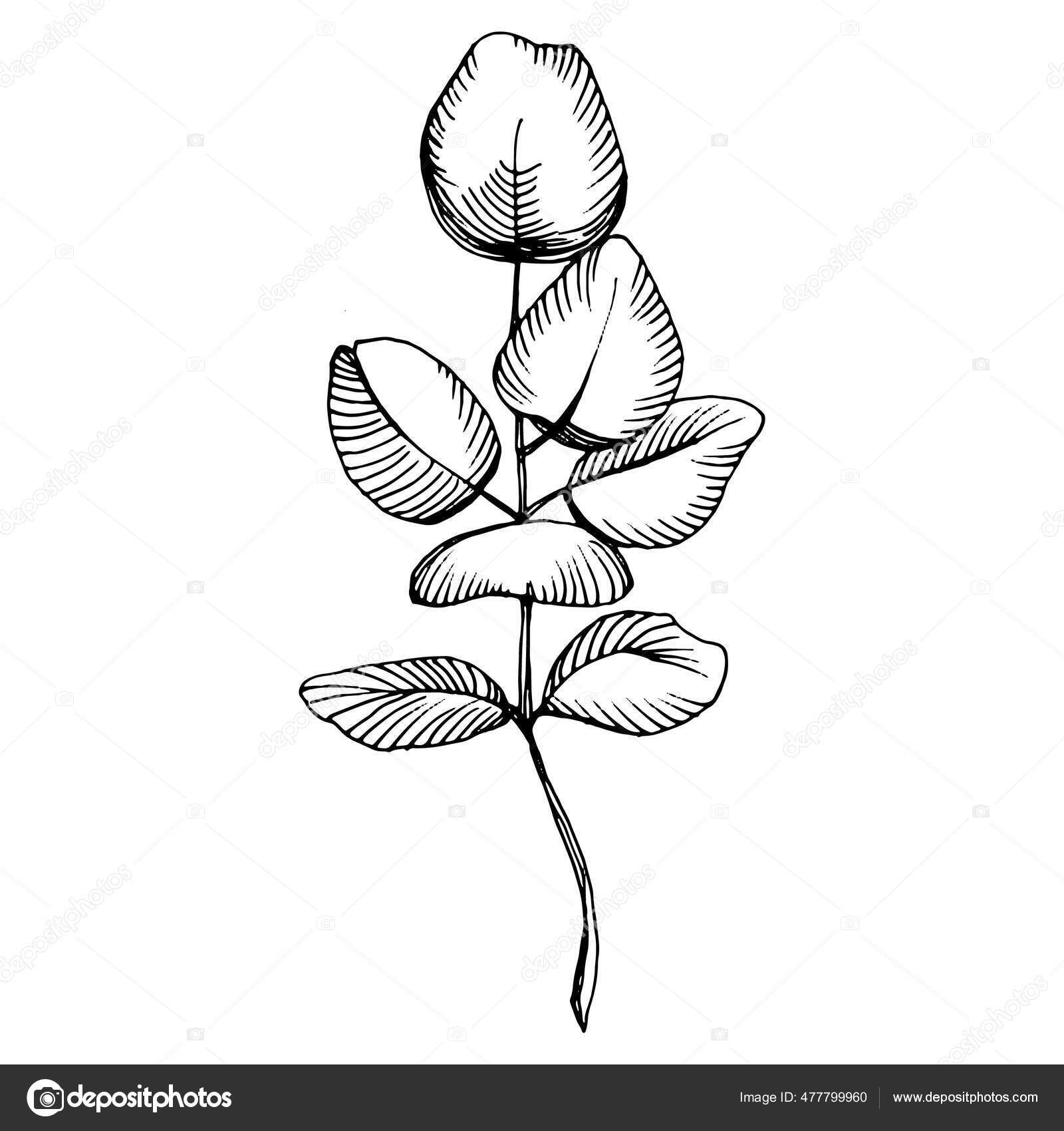 Hojas Eucalipto Flor Botánica Floral Elemento Ilustración Aislado Dibujo  Mano vector, gráfico vectorial © AcantStudio imagen #477799960