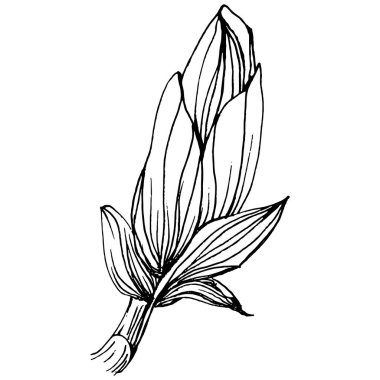 Manolya çiçeği. Çiçekli botanik çiçeği. İzole illüstrasyon elementi. Arkaplan, doku, ambalaj deseni, çerçeve veya kenar çizimi için vektör el.