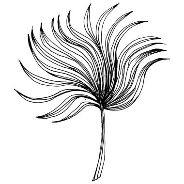 Egzotik tropikal Hawaii yazı. Palm Beach ormanı botanik yaprakları. Siyah beyaz işlemeli mürekkep sanatı. Yaprak bitkisi, botanik bahçesi çiçek yaprakları. İzole edilmiş yaprak illüstrasyon ögesi.