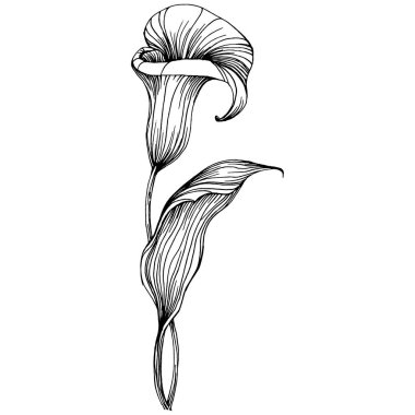 Lilium zambağı elle çizilmiş. Lilium çiçek logosu ya da dövmesi sanat tarzında detaylı. Siyah beyaz klip sanatı izole edildi. Amblem için antika vintage gravür.