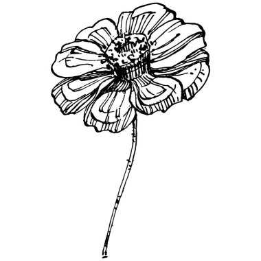 Kozmos el çizimiyle çiçek açar. Kozmos çiçeği logosu ya da sanat tarzında detaylı bir dövme. Siyah beyaz klip sanatı izole edildi. Amblem için antika vintage gravür. Bitkisel ilaçlar.