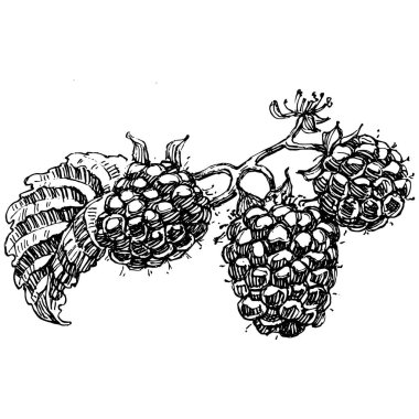 Ahududu izole vektör çizimi. Organik yağ oymalı taslak. Güzellik ve kaplıca, kozmetik malzeme. Etiket, poster, broşür, ambalaj için harika