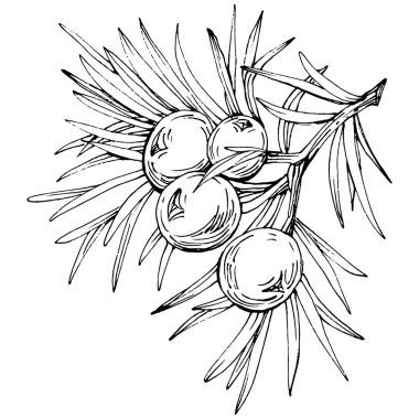 Juniper vektör çizimi. Böğürtlen dalında izole edilmiş eski bir illüstrasyon. Organik yağ oymalı taslak. Güzellik ve kaplıca, kozmetik malzeme. Etiket, poster, broşür, paket için harika