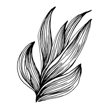 Lezzetli bir çiçek. Bitki bitkileri botanik kaktüsleri. İzole illüstrasyon elementi. Arkaplan, doku, ambalaj deseni, çerçeve veya kenar çizimi için vektör el.