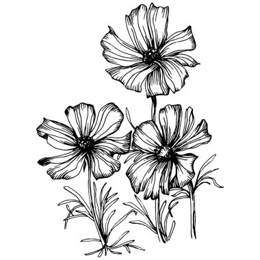 Kozmos el çizimiyle çiçek açar. Kozmos çiçeği logosu ya da sanat tarzında detaylı bir dövme. Siyah beyaz klip sanatı izole edildi. Amblem için antika vintage gravür. Bitkisel ilaçlar.