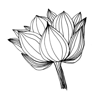 Nilüfer çiçeği. Çiçekli botanik çiçeği. İzole illüstrasyon elementi. Arkaplan, doku, ambalaj deseni, çerçeve veya kenar çizimi için vektör el.