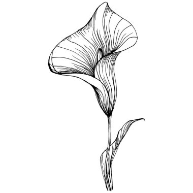 Lilium zambağı elle çizilmiş. Lilium çiçek logosu ya da dövmesi sanat tarzında detaylı. Siyah beyaz klip sanatı izole edildi. Amblem için antika vintage gravür.