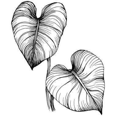 Egzotik tropikal Hawaii yazı. Palm Beach ormanı botanik yaprakları. Siyah beyaz işlemeli mürekkep sanatı. Yaprak bitkisi, botanik bahçesi çiçek yaprakları. İzole edilmiş yaprak illüstrasyon ögesi.