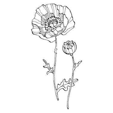 Haşhaş çiçeği. Çiçekli botanik çiçeği. İzole illüstrasyon elementi. Arkaplan, doku, ambalaj deseni, çerçeve veya kenar çizimi için vektör el.