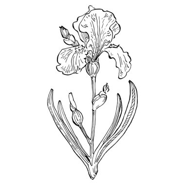 Çiçek açar. Çiçekli botanik çiçeği. İzole illüstrasyon elementi. Arkaplan, doku, ambalaj deseni, çerçeve veya kenar çizimi için vektör el.