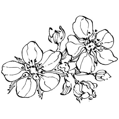 Çilekli el, klasik klipsli resim çiziyor. Sanat tarzında detaylandırılmış böğürtlen logosu ya da dövme. Siyah ve beyaz izole edilmiş. Amblem için antika vintage gravür