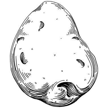 Elle çizilmiş patates çizimi. Patates sebzesi oymalı. Vejetaryen yemek çizimi. Çiftlik pazarı ürünü. Tasarım logosu, menü, etiket, simge, pul için en iyisi.