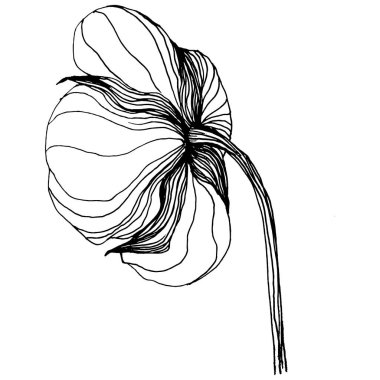 Pamuk çiçeği. Çiçekli botanik çiçeği. İzole illüstrasyon elementi. Arkaplan, doku, ambalaj deseni, çerçeve ya da kenar için yaban çiçeği çizen vektör el. Yumuşak, yumuşak pamuklu.