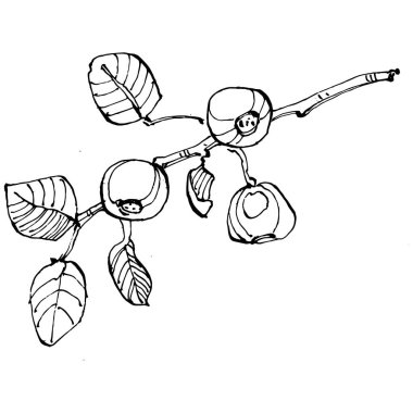 Yabanmersinli el klasik klipsli resim çiziyor. Sanat tarzında detaylandırılmış böğürtlen logosu ya da dövme. Siyah ve beyaz izole edilmiş. Amblem için antika vintage gravür