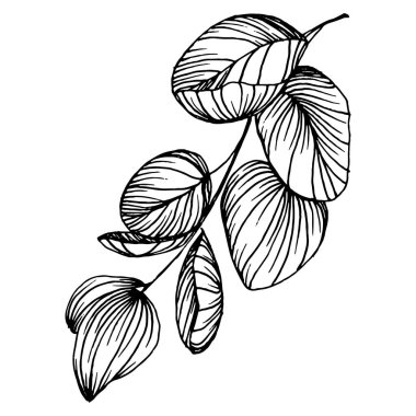 Okaliptüs yaprakları. Çiçekli botanik çiçeği. İzole illüstrasyon elementi. Arkaplan, doku, ambalaj deseni, çerçeve veya kenar çizimi için vektör el.