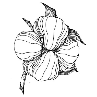 Pamuk çiçeği. Çiçekli botanik çiçeği. İzole illüstrasyon elementi. Arkaplan, doku, ambalaj deseni, çerçeve veya kenar çizimi için vektör el.