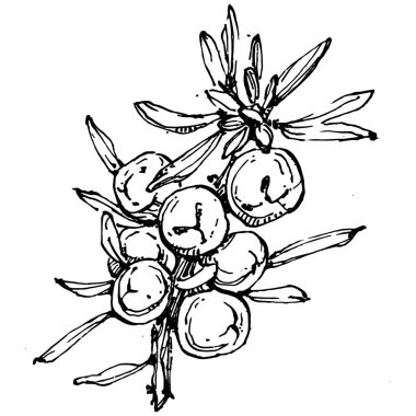 Juniper vektör çizimi. Böğürtlen dalında izole edilmiş eski bir illüstrasyon. Organik yağ oymalı taslak. Güzellik ve kaplıca, kozmetik malzeme. Etiket, poster, broşür, paket için harika