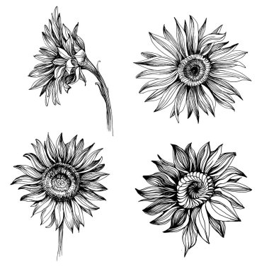 Ayçiçekleri elementleri. Çiçekli botanik çiçeği. İzole illüstrasyon elementi. Arkaplan, doku, ambalaj deseni, çerçeve veya kenar çizimi için vektör el.