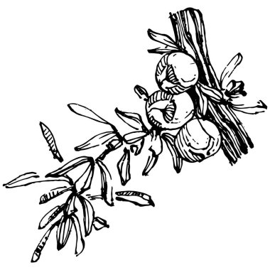 Juniper vektör çizimi. Böğürtlen dalında izole edilmiş eski bir illüstrasyon. Organik yağ oymalı taslak. Güzellik ve kaplıca, kozmetik malzeme. Etiket, poster, broşür, paket için harika