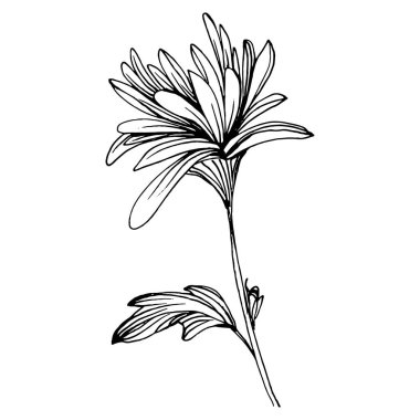 Kasımpatı elle çizilmiş. Çiçek dövmesi sanat tarzında detaylı. Çiçek dövmesi konsepti. Beyaz arka planda siyah beyaz klipsli sanat. Antika vintage gravür çizimi.