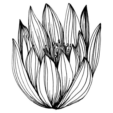 Nilüfer çiçeği. Çiçekli botanik çiçeği. İzole illüstrasyon elementi. Arkaplan, doku, ambalaj deseni, çerçeve veya kenar çizimi için vektör el.