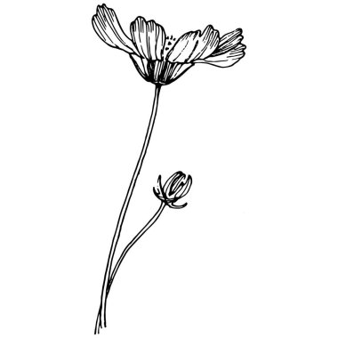 Kozmos el çizimiyle çiçek açar. Kozmos çiçeği logosu ya da sanat tarzında detaylı bir dövme. Siyah beyaz klip sanatı izole edildi. Amblem için antika vintage gravür. Bitkisel ilaçlar.