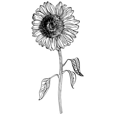 Ayçiçeği. Çiçekli botanik çiçeği. İzole illüstrasyon elementi. Arkaplan, doku, ambalaj deseni, çerçeve veya kenar çizimi için vektör el.