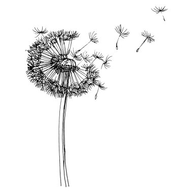Karahindiba çiçeği. Bitkisel Taraxacum. Şişme top izole illüstrasyon elementi. Arkaplan, doku, ambalaj deseni, çerçeve veya kenar çizimi için vektör el.