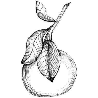 Mandarin çizim vektörü izole edildi. El çizimi illüstrasyon meyvesi. Yaz yemekleri oymalı eski moda. Detaylı vejetaryen eskizi. Tasarım logonuz için harika, amblem, etiket, poster, baskı, menü