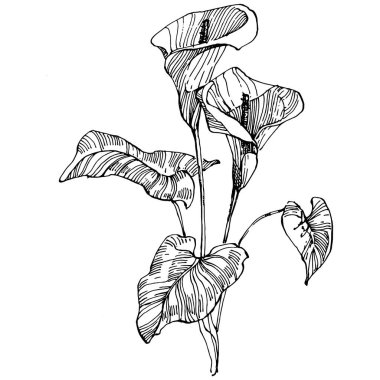 Elle çizilmiş tropik çiçek kallası. Lilium çiçek logosu ya da dövmesi sanat tarzında detaylı. Siyah beyaz klip sanatı izole edildi. Amblem için antika vintage gravür.