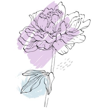 Şakayık çiçeği. Çiçekli botanik çiçeği. İzole illüstrasyon elementi. Arkaplan, doku, ambalaj deseni, çerçeve veya kenar çizimi için vektör el.