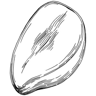 Mango tropikal meyve çizim vektörü. İşlenmiş organik gıda. Beyaz arkaplanda siyah beyaz mango ögesi.