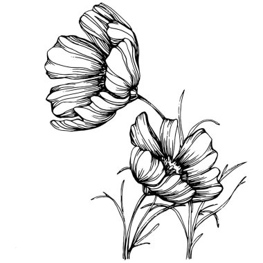 Kozmos el çizimiyle çiçek açar. Kozmos çiçeği logosu ya da sanat tarzında detaylı bir dövme. Siyah beyaz klip sanatı izole edildi. Amblem için antika vintage gravür. Bitkisel ilaçlar.