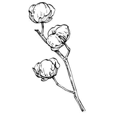 Pamuk çiçeği. Çiçekli botanik çiçeği. İzole illüstrasyon elementi. Arkaplan, doku, ambalaj deseni, çerçeve veya kenar çizimi için vektör el.