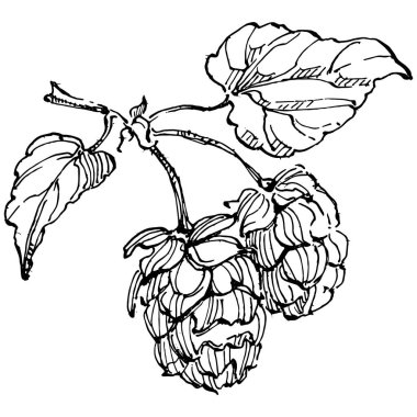 Zıplayan bitki el, klasik klipsli resim çiziyor. Humulus logosu ya da dövmesi sanat tarzında detaylı. Siyah ve beyaz izole edilmiş. Amblem için antika vintage gravür