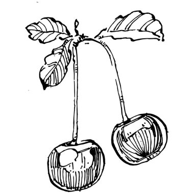 Kiraz çizimi izole edildi. Beyaz arka planda siyah beyaz klipsli sanat. Antika vintage gravür çizimi.