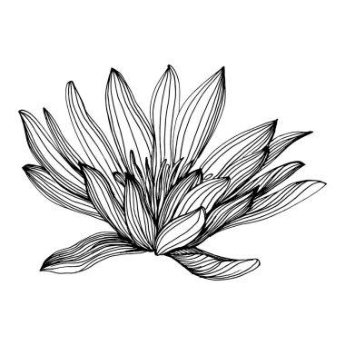 Nilüfer çiçeği. Çiçekli botanik çiçeği. İzole illüstrasyon elementi. Arkaplan, doku, ambalaj deseni, çerçeve veya kenar çizimi için vektör el.