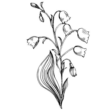 Vadideki zambak elle çizilmiş. Mayıs-Lily çiçek logosu ya da dövmesi sanat stili konseptiyle detaylı. Siyah beyaz klip sanatı izole edildi. Amblem için antika vintage gravür.