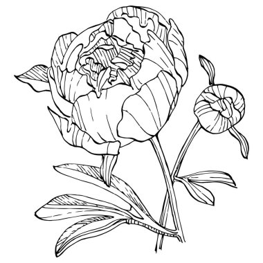 Şakayık çiçeği. Çiçekli botanik çiçeği. İzole illüstrasyon elementi. Arkaplan, doku, ambalaj deseni, çerçeve veya kenar çizimi için vektör el.