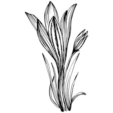 Crocus veya safran çiçeği. Çiçekli botanik çiçeği. İzole illüstrasyon elementi. Arkaplan, doku, ambalaj deseni, çerçeve veya kenar çizimi için vektör el.