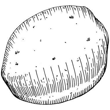Elle çizilmiş patates çizimi. Patates sebzesi oymalı. Vejetaryen yemek çizimi. Çiftlik pazarı ürünü. Tasarım logosu, menü, etiket, simge, pul için en iyisi.