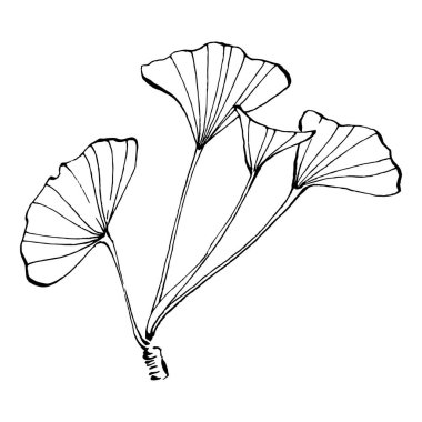 Ginkgo bitkisi elle çizilmiş. Çiçek dövmesi sanat tarzında detaylı. Beyaz arka planda siyah beyaz klipsli sanat. Logo için antika vintage oyma çizimi