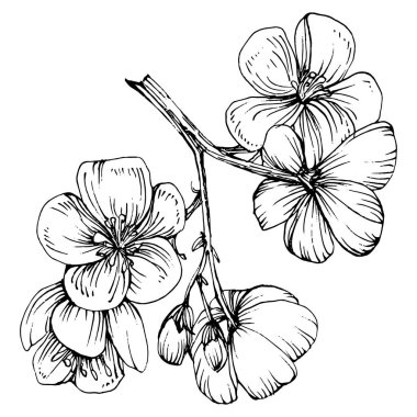 Sakura çiçeği. Çiçekli botanik çiçeği. İzole illüstrasyon elementi. Arkaplan, doku, ambalaj deseni, çerçeve veya kenar çizimi için vektör el.