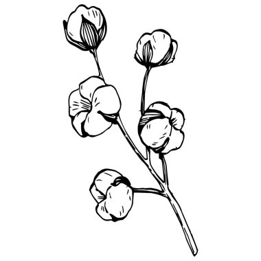 Pamuk çiçeği. Çiçekli botanik çiçeği. İzole illüstrasyon elementi. Arkaplan, doku, ambalaj deseni, çerçeve veya kenar çizimi için vektör el.